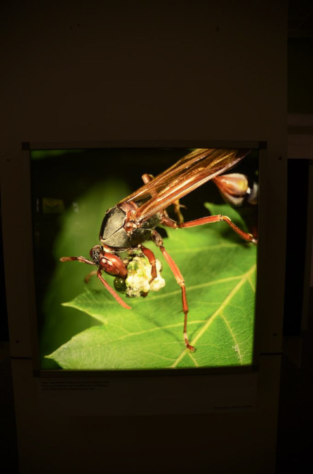 Wasp_exhibition__DSC3473